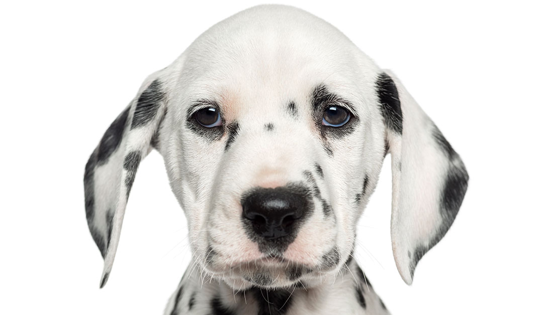 A sad looking Dalmatian dog.